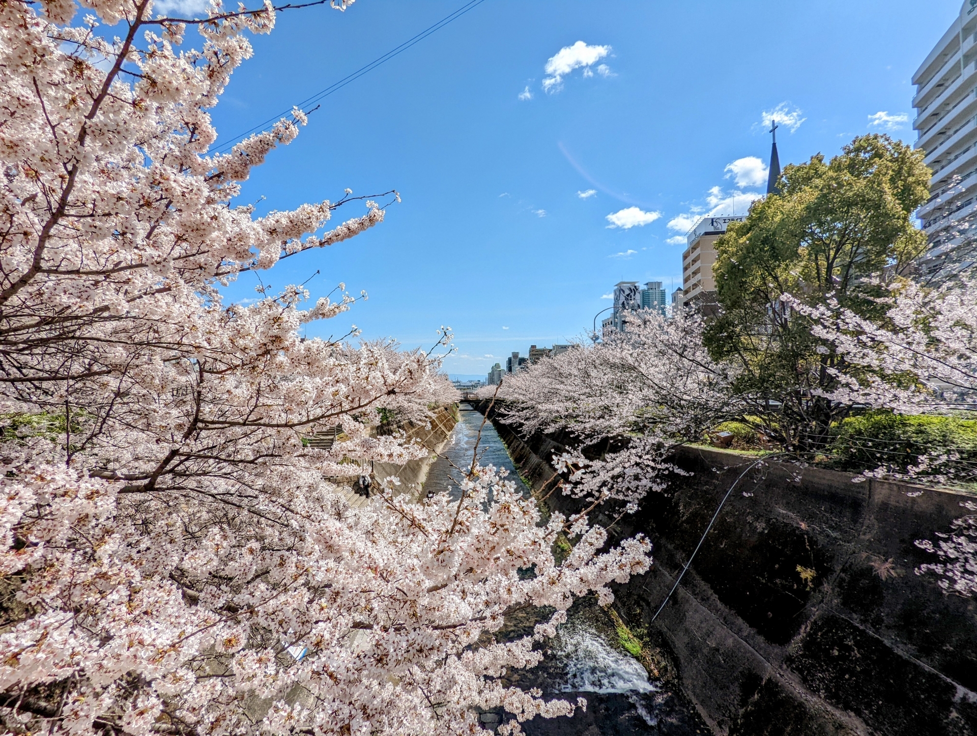 神戸散策：生田川でのお花見
