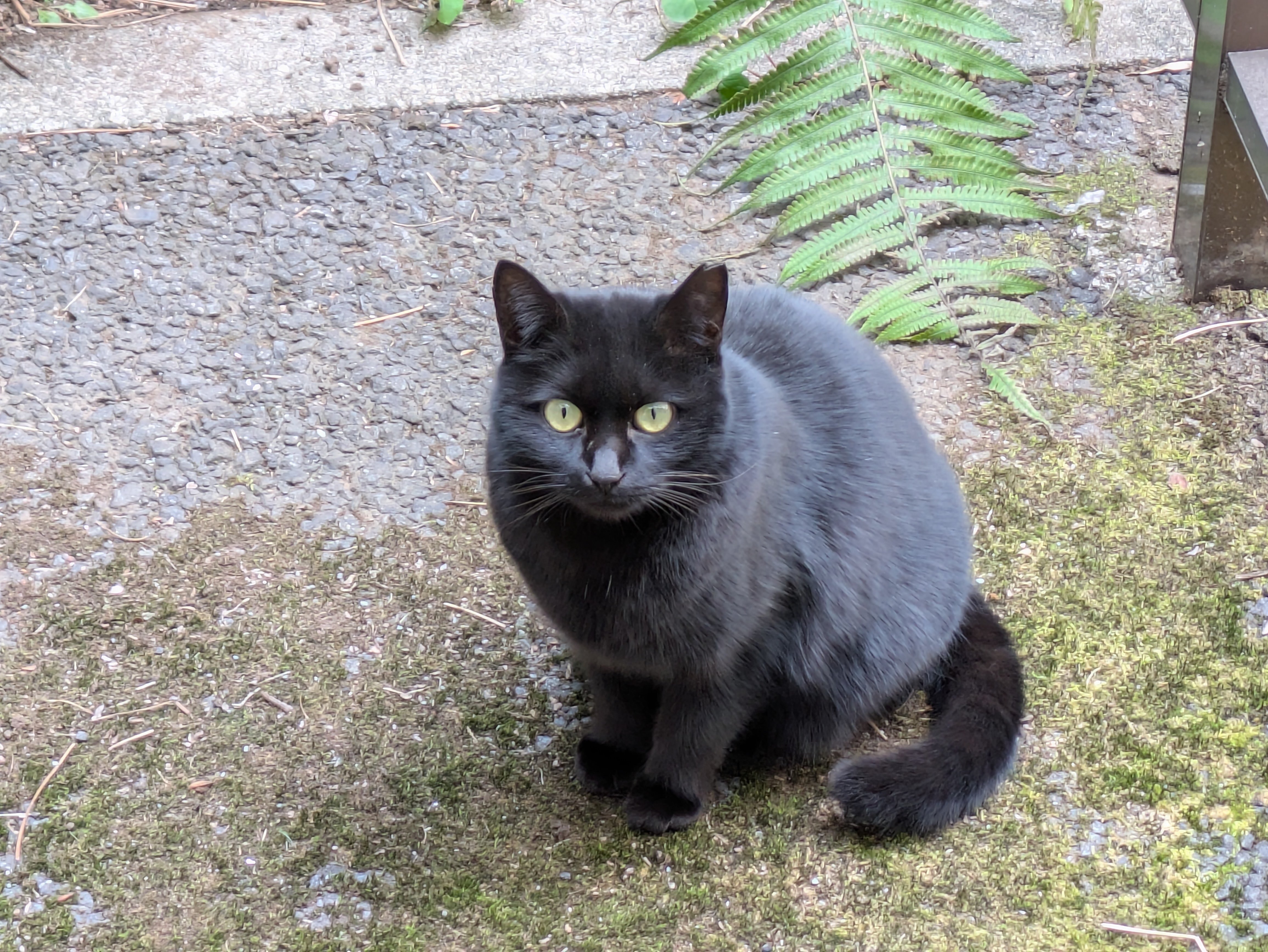 スタッフSSの「ネコちゃんフォルダ」