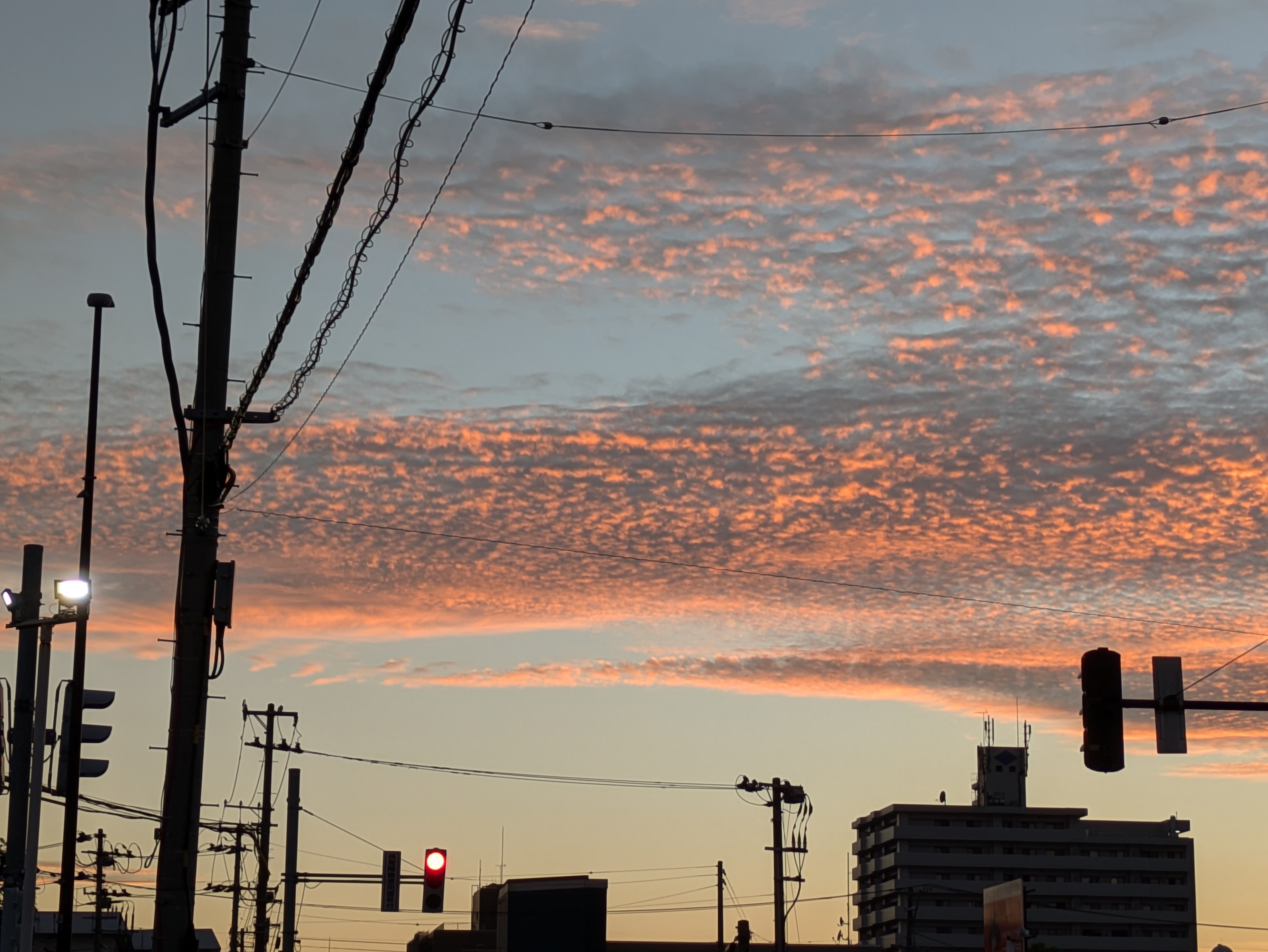 スタッフSSの散歩のすすめ📷🌿