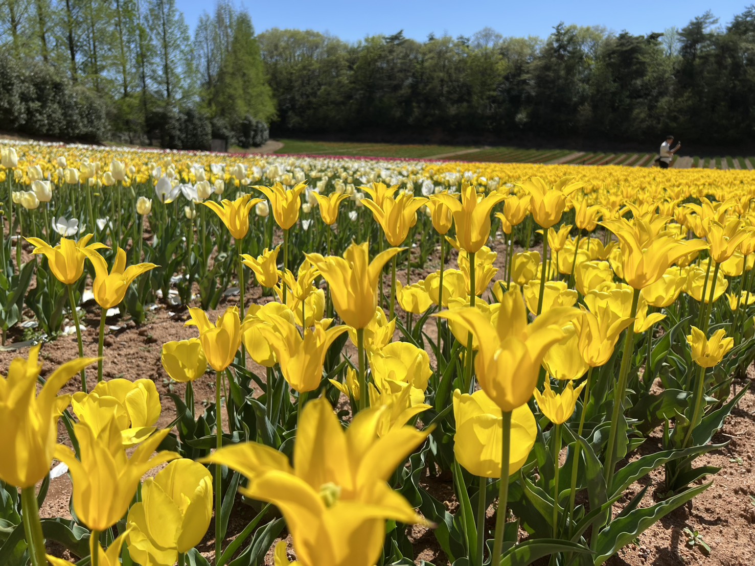 世羅高原のチューリップ🌷