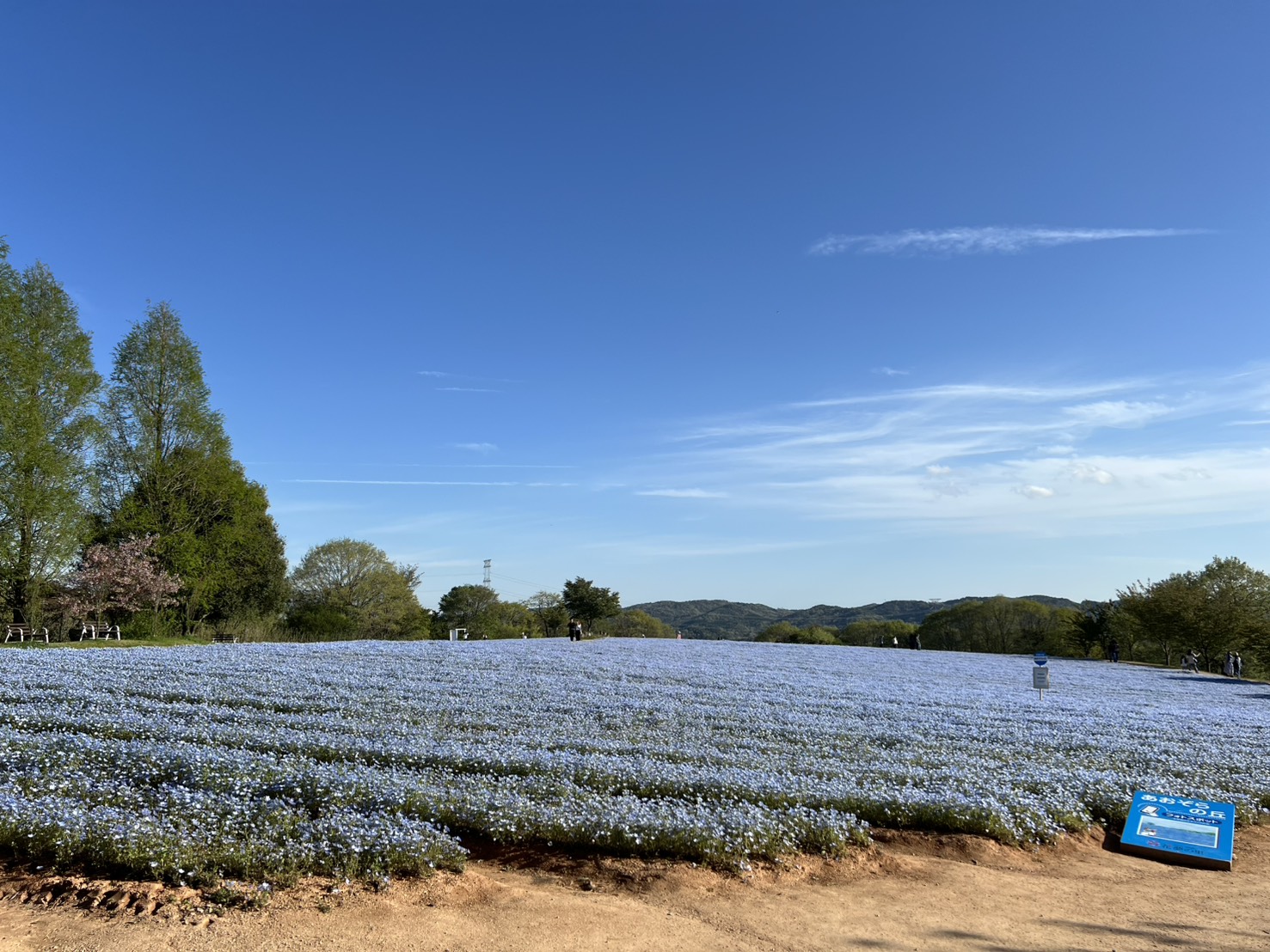 平和大通りは自然を求む