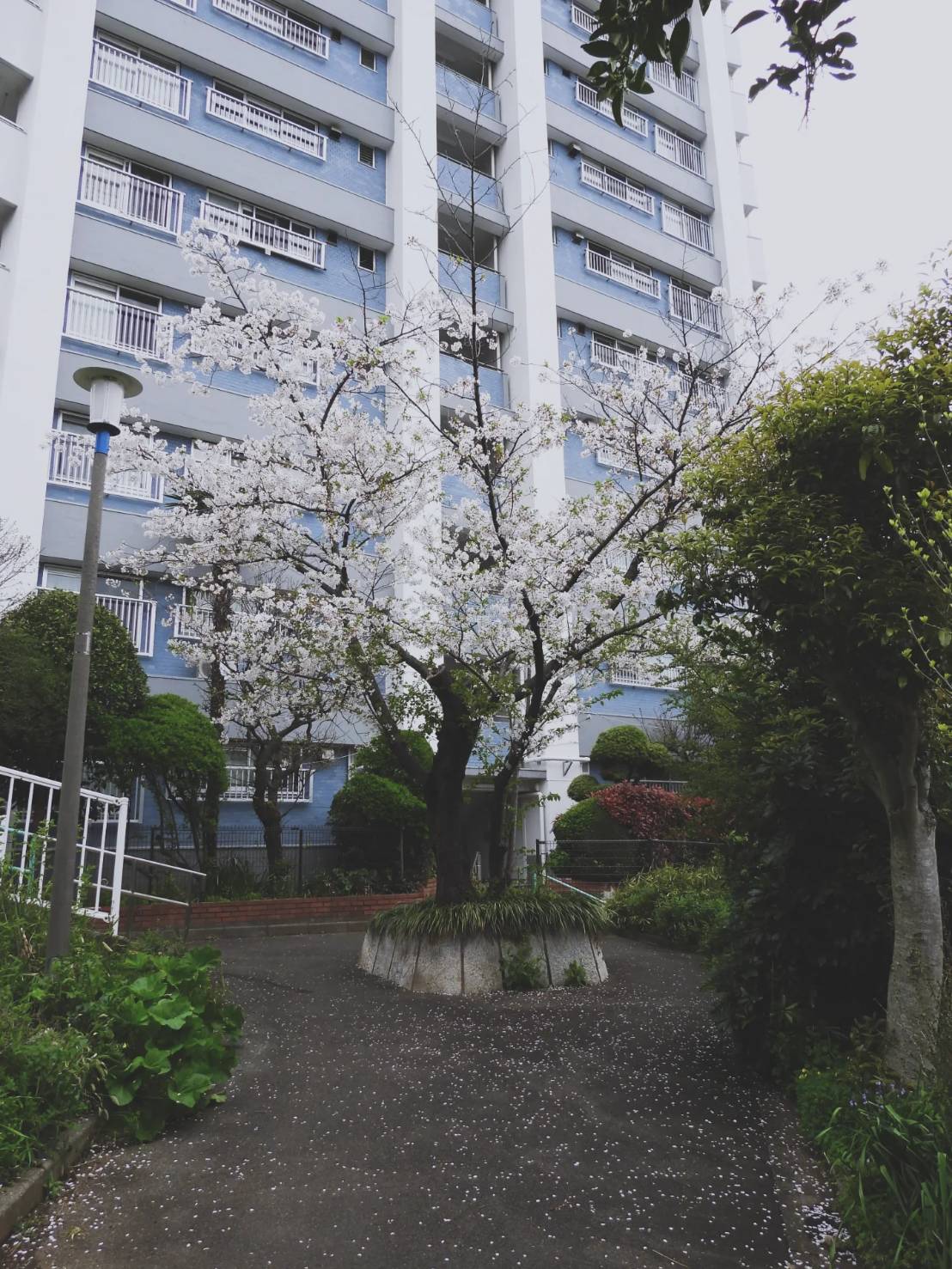 🌸春のあしおとを探して | スタッフＳＳの撮影記