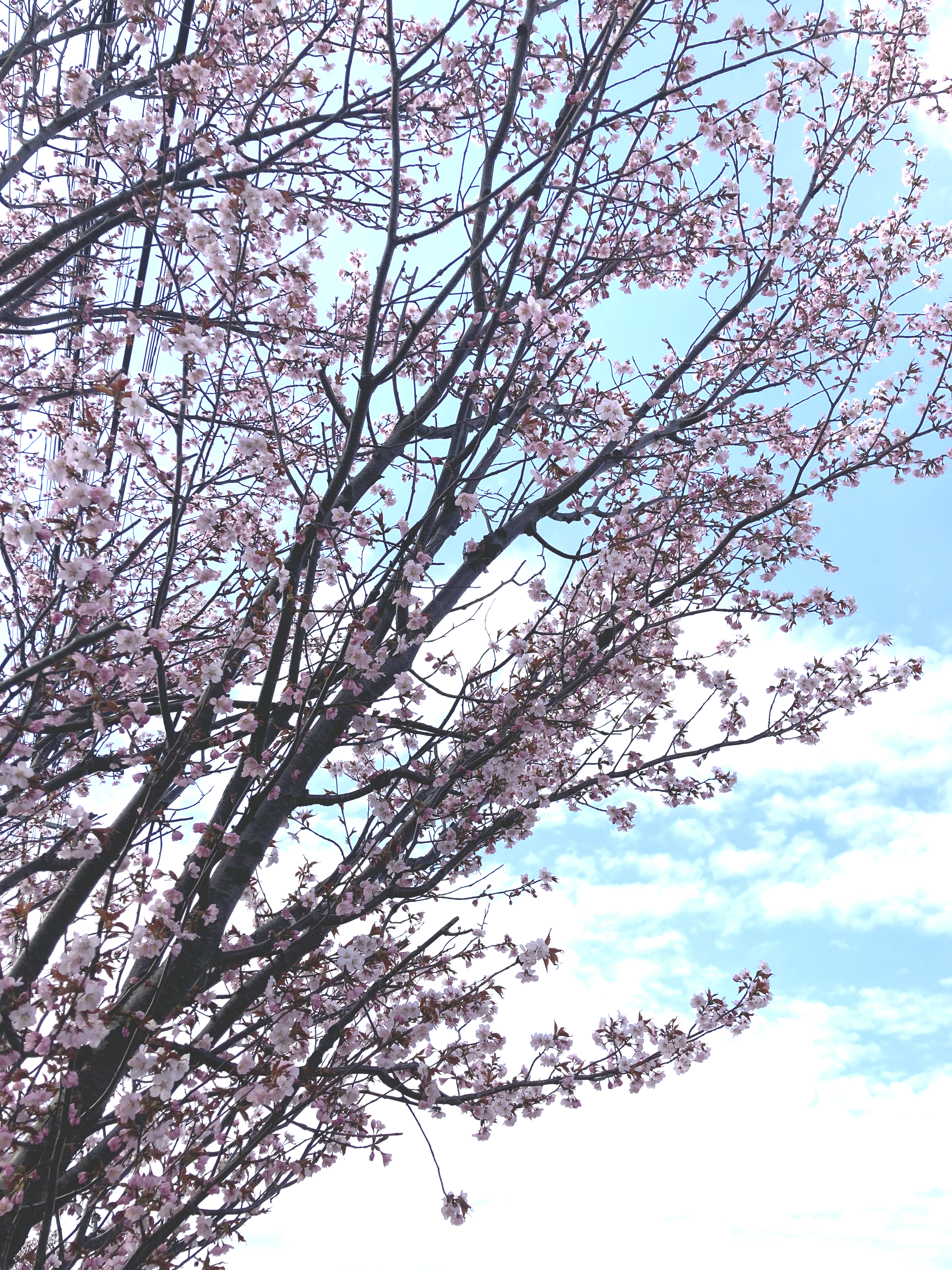 季節を感じるって良きですね♪